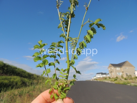 burnet, annual